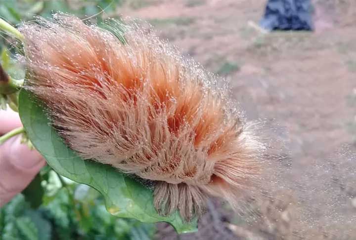 Ela teve que procurar atendimento médico para controlar o desconforto, mas não precisou receber soro antilonômico, porque as lagartas cabeludas podem até machucar, mas não precisam de tal tratamento.