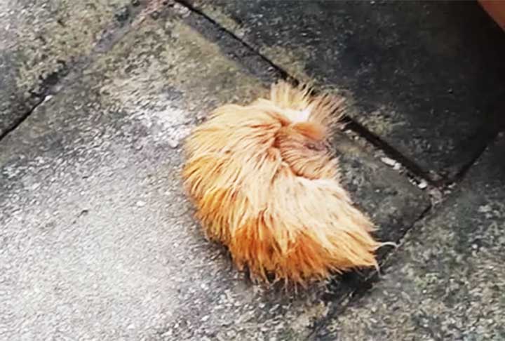 A apresentadora, então, comentou que jamais imaginou que a taturana pudesse ser um bicho tão perigoso e pediu para as pessoas não matarem os animais.