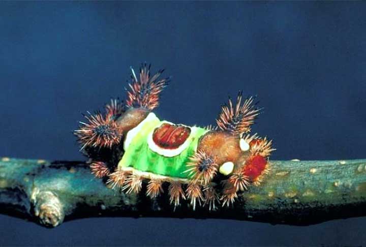 Nativa da América do Norte, também encontrada em alguns países da América Central e Colômbia, a rara lagarta-de-sela (Acharia stimulea) chama a atenção. Os dois últimos instares têm uma das picadas mais fortes e são encontradas em plantas ornamentais.