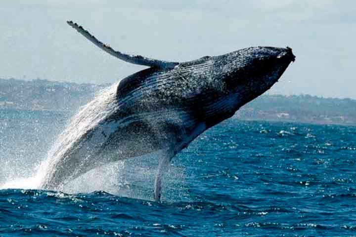 As baleias jubarte são parte do grupo dos misticetos ou “baleias de barbatana”, ou seja, animais que ao invés de dentes possuem em ambos os lados da boca uma cortina de cerdas filtradoras – as “barbatanas”, muito semelhantes às escovas. 