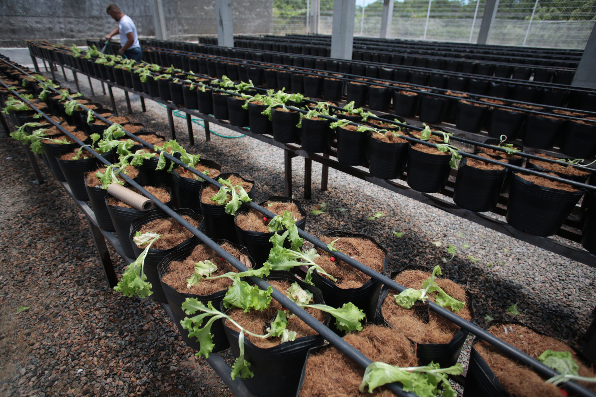 Horta Social é ativada no bairro Sapiranga e abre cadastro para público nesta quarta-feira, 2