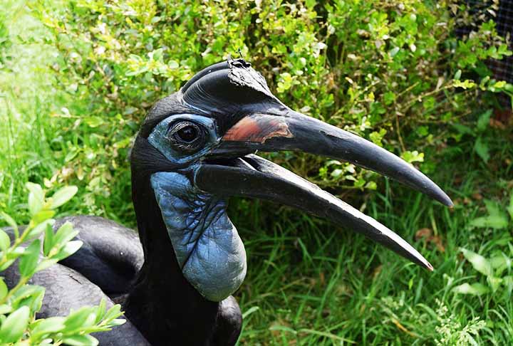 O bico enorme do calau é curvado, usado pela ave para abrir frutas e também para se defender de predadores. Expectativa de vida: 30 a 40 anos