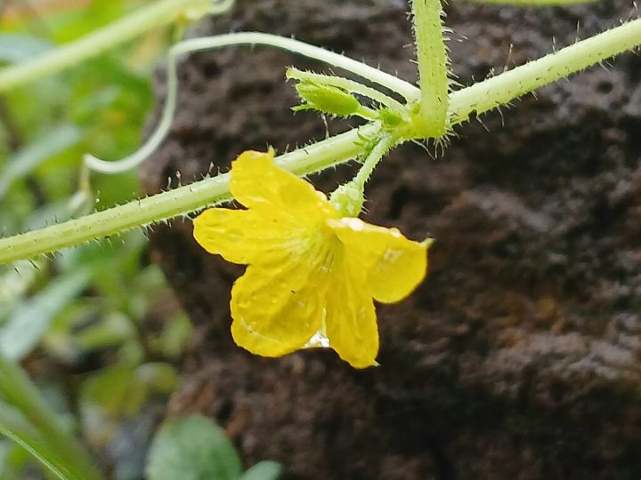 As flores de abobrinha também são amplamente utilizadas na culinária italiana, muitas vezes recheadas com queijo ou carne e fritas.