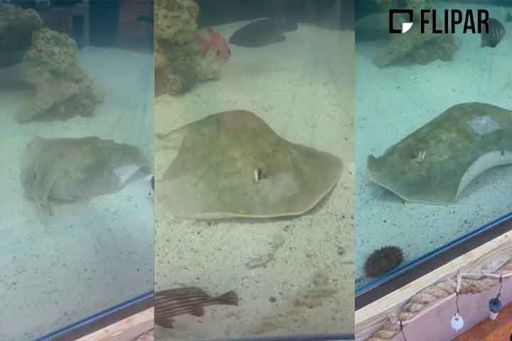 A arraia da espécie Urobatis halleri encontrava-se há oito anos em um tanque compartilhado apenas com tubarões. 
