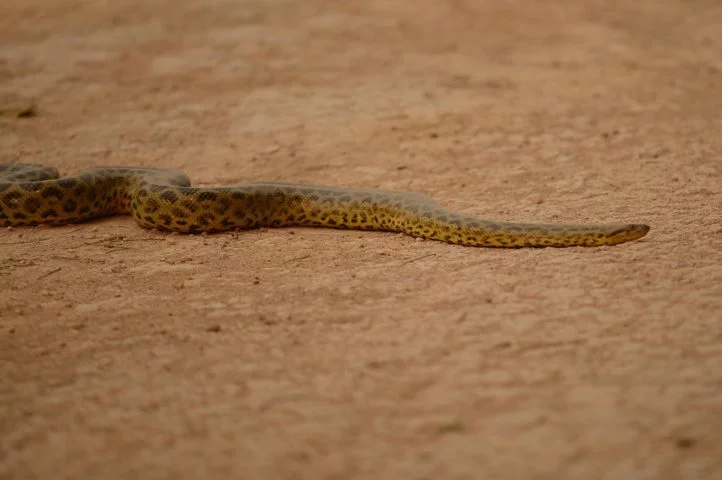 Além da sucuri-amarela e da sucuri-verde, as outras espécies de sucuri são: sucuri-anã (Eunectes deschauenseei), a menor das espécies, encontrada principalmente no Brasil Central, e sucuri de Schomburgk (Eunectes beniensis), encontrada na Bolívia e no Peru.