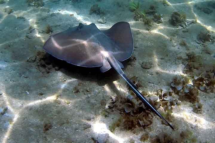 Arraias são peixes cartilaginosos comuns na costa brasileira, assim como em parte dos rios que cortam o território nacional. 