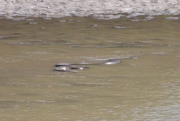 Apesar de serem raros, ataques de sucuris podem acontecer em regiões de rios e igarapés da Amazônia, onde esses répteis costumam viver.