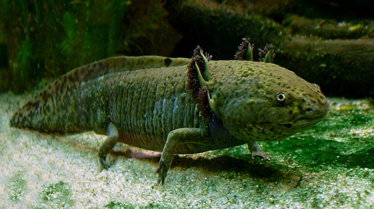 O axolote, um anfíbio que parece estar sempre sorrindo, é nativo dos lagos do México, especialmente o Lago Xochimilco, mas está ameaçado devido à poluição