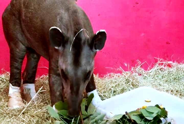 A equipe veterinária disse que acrescentou  folhas de embaúba na alimentação, pois a anta adora essa folhagem. E pele de tilápia, uma espécie de peixe, que ajuda na cicatrização.