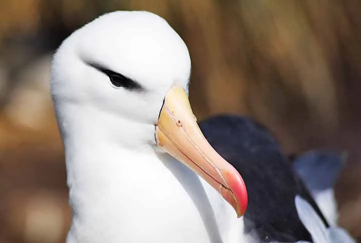 O bico fino e com ponta curvada facilita na captura de  peixes e lulas em alto-mar. Expectativa de vida: Até 50 anos