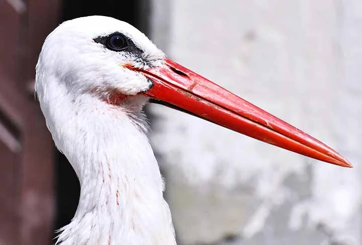 O bico reto e afilado da cegonha-branca é ideal para capturar pequenos peixes e anfíbios, a base da dieta dessa ave. Expectativa de vida: 25 a 30 anos