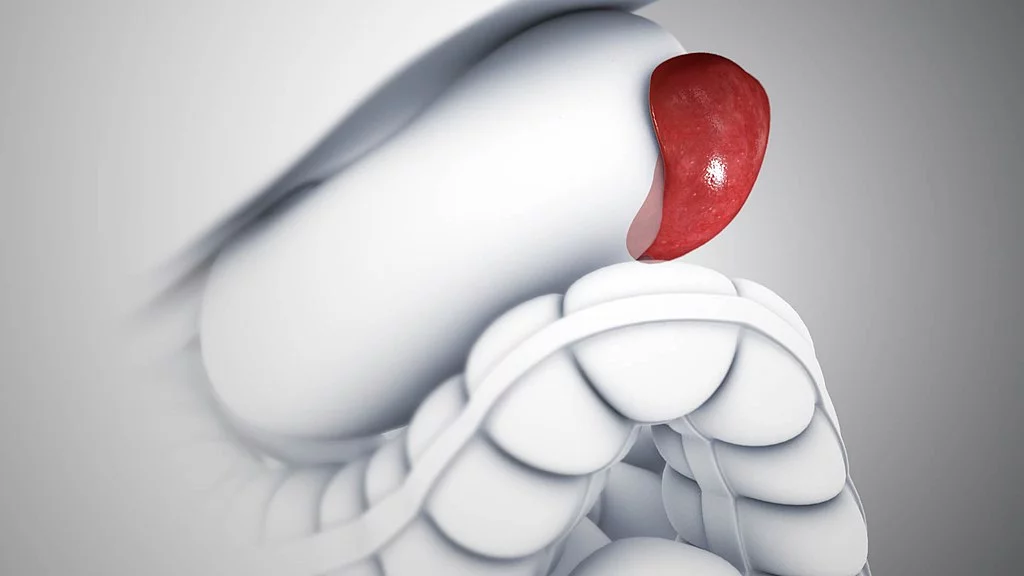 Se há algo acontecendo no nível genético, deveria ser perceptível no tamanho do baço. E lá observamos essa diferença extremamente significativa”, enfatizou Melissa Llardo.