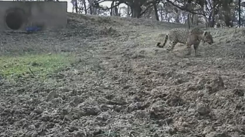 Uma onça que tinha sofrido queimaduras no Pantanal do Mato Grosso do Sul conseguiu se recuperar após tratamento fornecido por veterinários e já está de volta à natureza. 