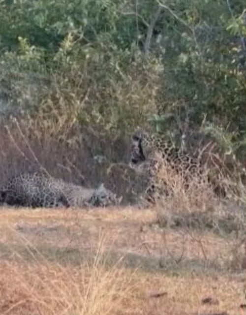 Os especialistas fizeram imagens da Itapira - como ela passou a ser chamada carinhosamente - no meio da mata, já com uma nova companhia. 