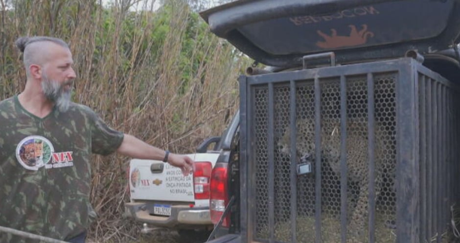 E fizeram então o transporte do felino. A torcida é para que os incêndio florestais cessem no Brasil, evitando não apenas a destruição das matas , mas também o sofrimento e até a morte de animais. 