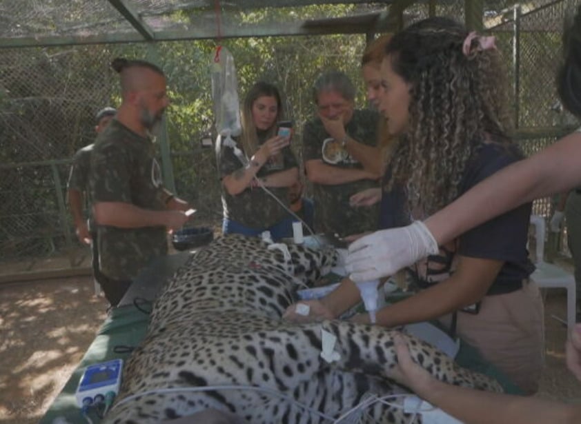 A Itapira foi se curando, com a ajuda de medicamentos anti-inflamatórios. E, antes de ser liberada, os veterinários fizeram mais uma sedação para uma última avaliação. 