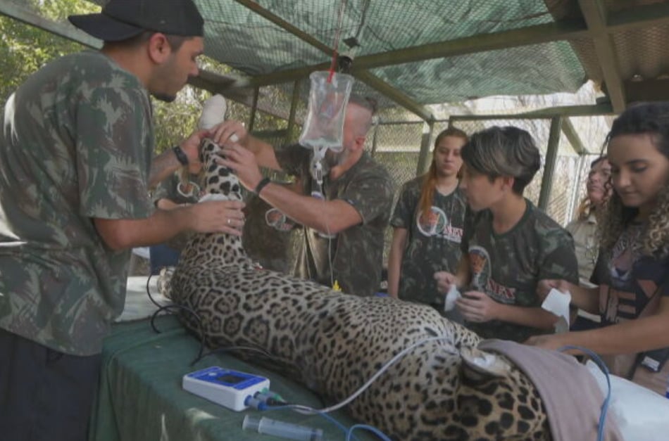 O animal ficou internado durante 50 dias e recebeu tratamento com ozônio e laserterapia. Os curativos eram trocados a cada dois dias. 