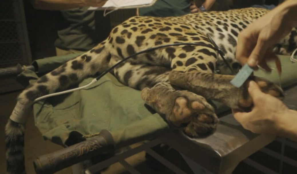 A onça tinha ficado com queimaduras de segundo grau nas patas, foi socorrida e levada para o Instituto Nex, situado na cidade de Corumbá de Goiás, no estado goiano. 