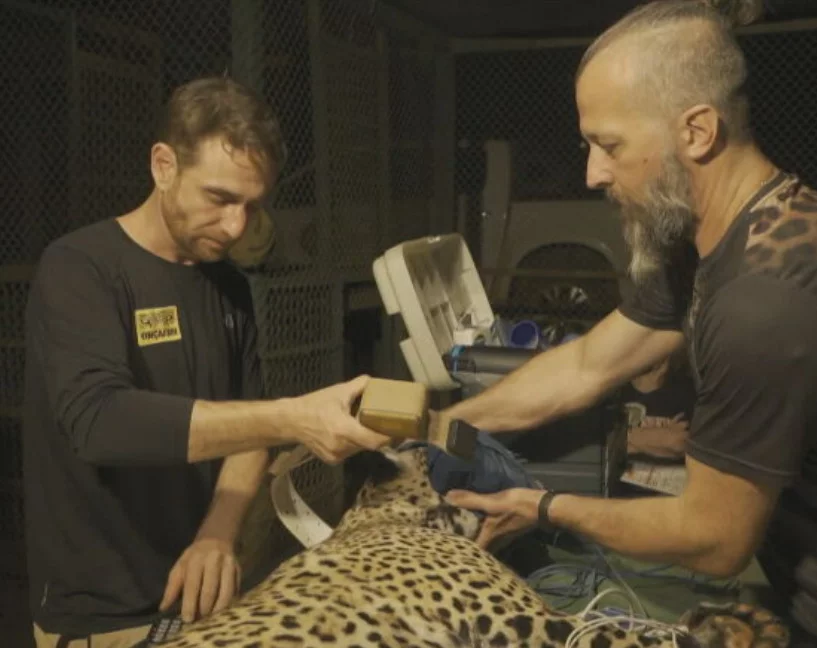 Após constatarem que a onça estava plenamente recuperada, eles colocaram um colar de monitoramento para que possam acompanhar os passos da onça na natureza. 