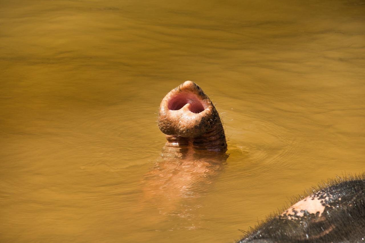 Da mesma forma, também é pela tromba que os elefantes respiram. 