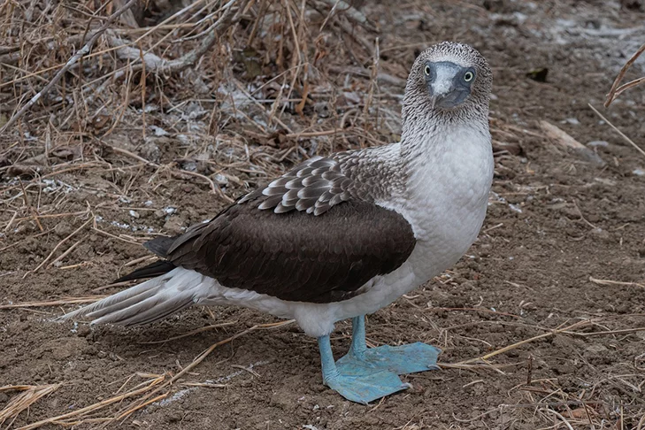 E aqui está o singularíssimo atobá de patas azuis, que tem nas patas o grande afrodisíaco. Quando mais forte o azul, mais facilmente o macho atrai a fêmea. E ele até dança no ritual. 