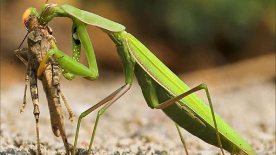 Por ser muito ágil e enérgico, ele consegue abater não apenas pequenos insetos, como moscas e mariposas, mas também lagartas, baratas e lagartixas. Em alguns casos, derruba até um pássaro. 