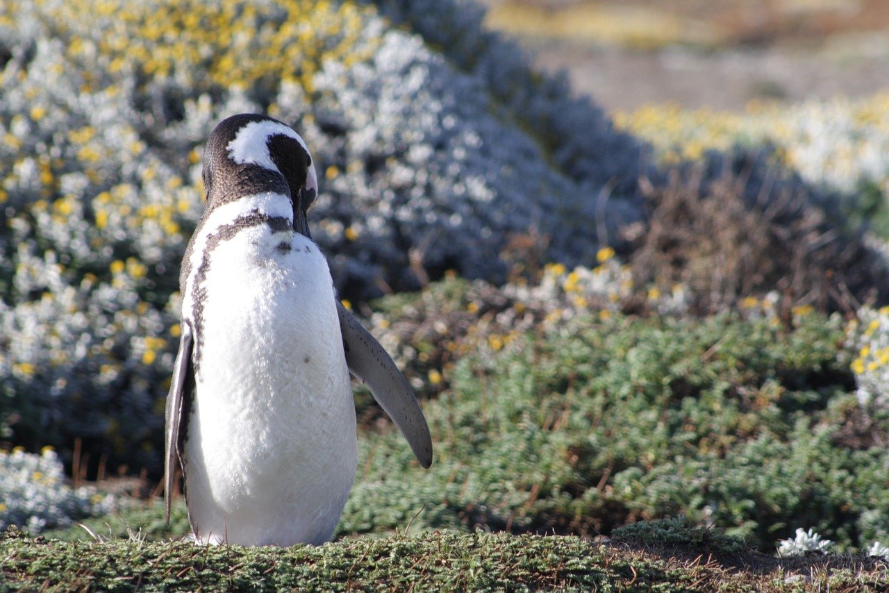 Já os pinguins mais velhos da espécie apresentam uma plumagem com tons de preto e branco.