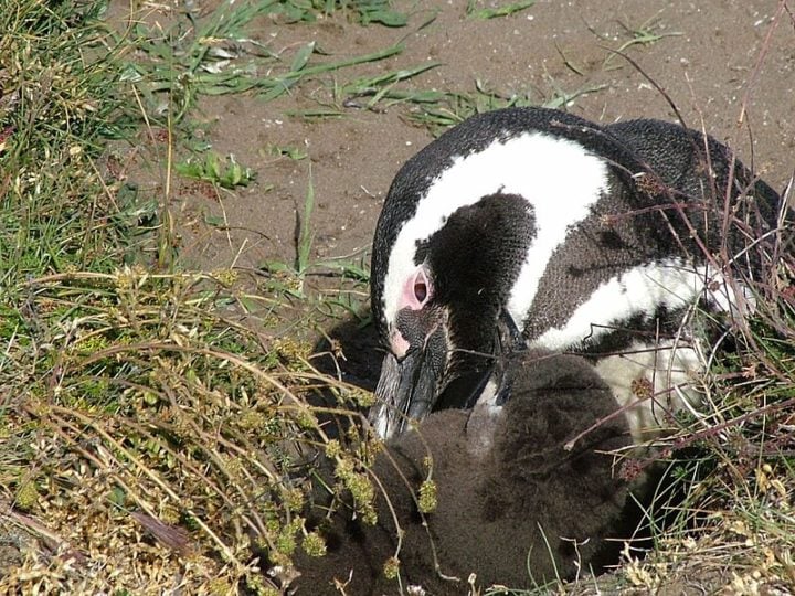 Os filhotes da espécie são alimentados pelos pais por aproximadamente dois meses e depois já ficam independentes.