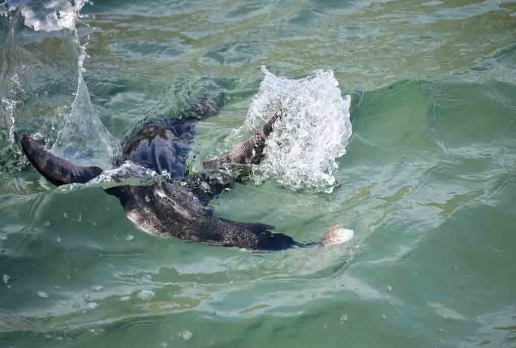 Infelizmente, Zé o pinguim estava com fome e acabou caçando um baiacu, o que provavelmente o levou à morte momentos depois, diz o texto.
