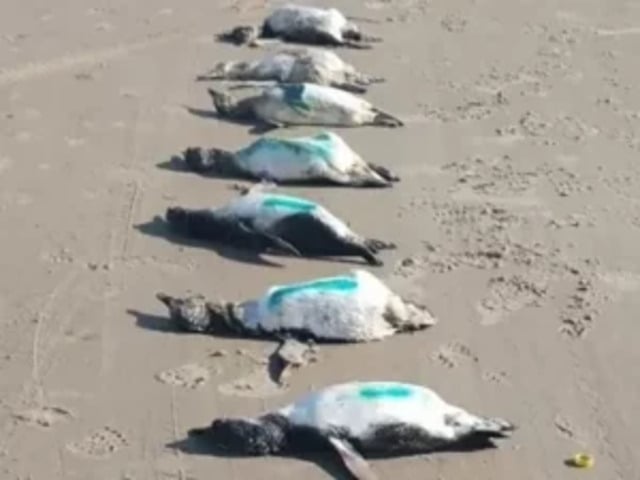 Em agosto daquele ano, 596 pinguins morreram no litoral de Santa Catarina por causa de um ciclone extratropical