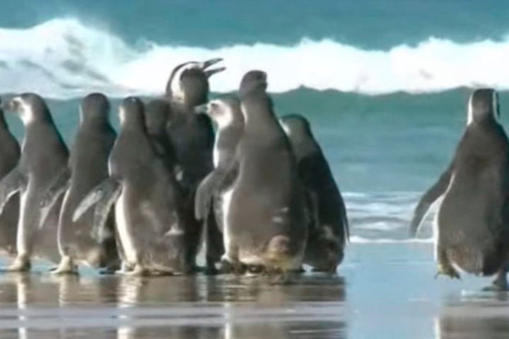 O pinguim-de-magalhães aparece com certa frequência no litoral brasileiro, em especial de Santa Catarina, entre junho e setembro.
