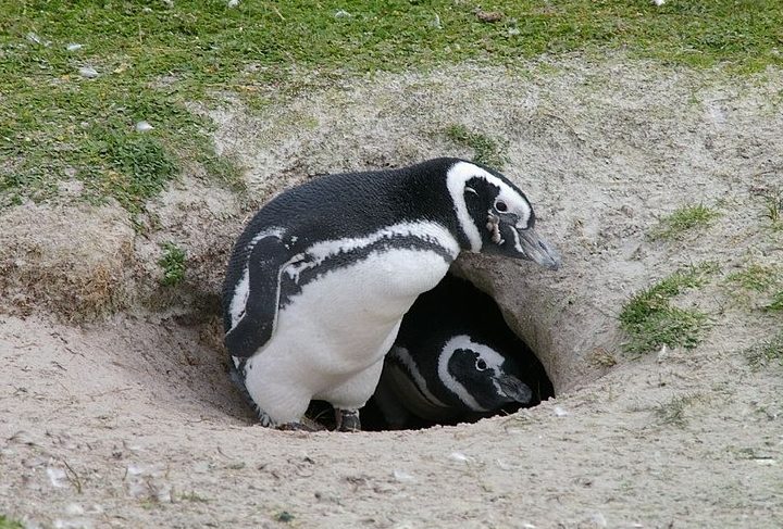 Espécie mais comum de pinguim da América do Sul, o pinguim-de-magalhães passa neste momento (entre setembro e fevereiro) pelo período de reprodução, com os ninhos formados no chão ou em pequenas tocas. Saiba mais a seguir sobre essa ave marinha!