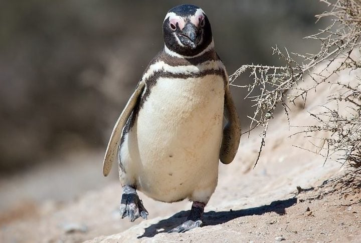 Os pinguins-de-Magalhães partem da Patagônia, no Sul da Argentina, atrás de alimento, e passam pelo litoral brasileiro. Em seu trajeto, Zé acabou tendo um fim trágico.
