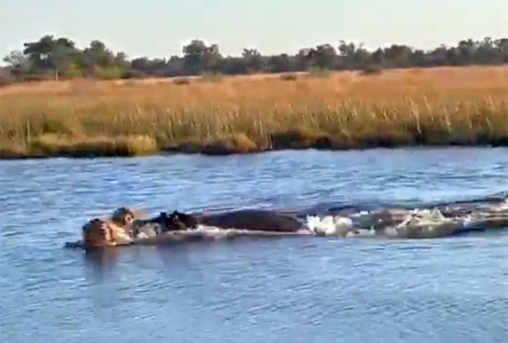 O vídeo foi publicado pelo jornalista americano Yashar Ali, colaborador da revista New York Magazine e do portal The Huffington post, e foi visto por mais de 10 milhões de internautas.