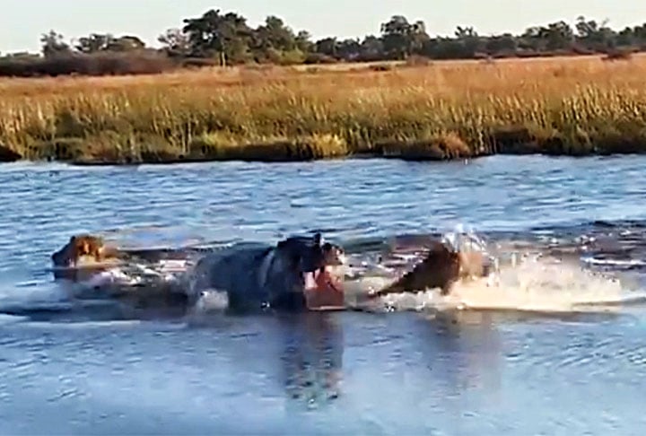 Duas grandes perguntas surgiram a partir do vídeo. A primeira sobre o reinado dos leões na selva. Parece que o hipo está levando a melhor. A segunda é sobre a velocidade do hipo na água. Como um animal tão pesado consegue avançar tão rapidamente num rio? 