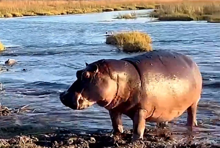 Zoólogos explicam que os hipopótamos defendem seu território de forma muito agressiva quando eles percebem uma invasão. Esse comportamento defensivo é exacerbado pela necessidade de proteger seus filhotes e garantir acesso seguro a fontes de água essenciais à sua sobrevivência.