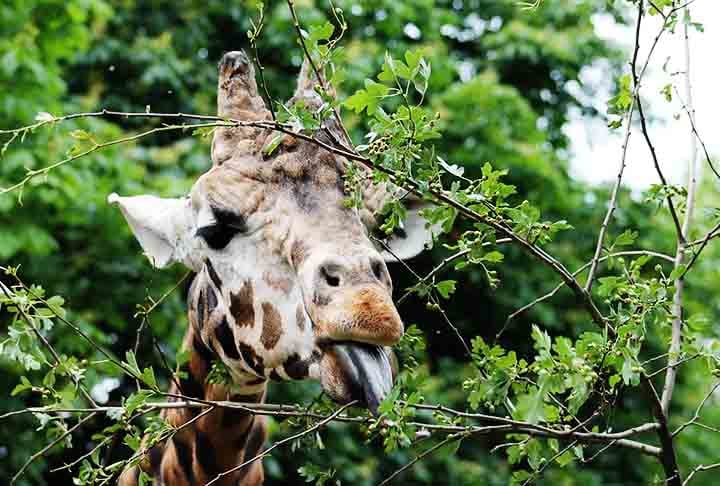 Se passa apenas dez minutos dormindo ao dia, as girafas têm tempo de sobra para outras atividades. Mas elas preferem uma em especial: comer, já que passam entre 16 e 20 horas por dia se alimentando.