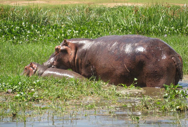 Eles são predominantemente herbívoros e chegam a consumir quase 70 quilos de plantas, sendo uma grande ameaça para áreas de lavoura. O animal pode pesar até três toneladas. Um macho adulto tem cerca de 3,5 metros de comprimento e 1,5 metro de altura. O filhote já nasce com 45 quilos. 