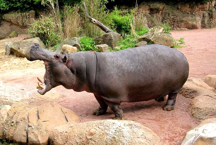 Para defenderem sua área, eles atacam animais e seres humanos. Segundo a National Geographic, os hipos são os maiores causadores de mortes na África depois da malária. 