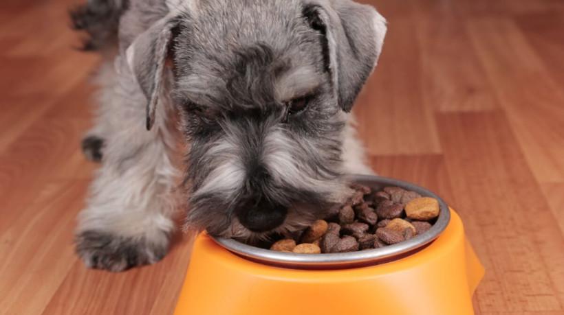 O cuidado com a alimentação é essencial para a saúde de cães obesos (Imagem: Maximilian100 | Shutterstock)