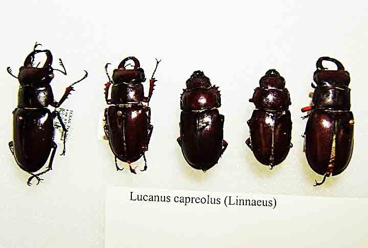 Com o nome científico de Lucanus capreolus, esse inseto pertence à Ordem Coleoptera. E por ser raro acaba tendo grande valor devido à sua importância para colecionadores. 