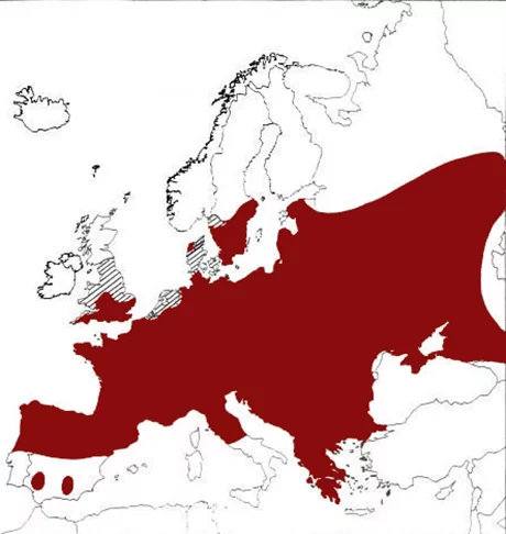 O besouro-veado é raro por alguns motivos. Primeiro, ele tem habitats limitados, o que restringe a sua distribuição geográfica. 