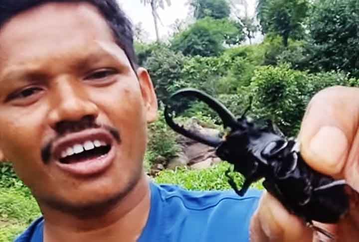 Na Ásia, o besouro chamado de Miyama (besouro de veado da montanha profunda) vive no Japão, na Península Coreana e na Rússia. 