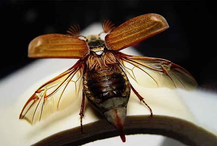 Todos passam por metamorfose completa, têm peças bucais mastigadoras e podem voar. Além disso, habitam diversos ambientes e utilizam camuflagem ou defesas físicas para proteção.