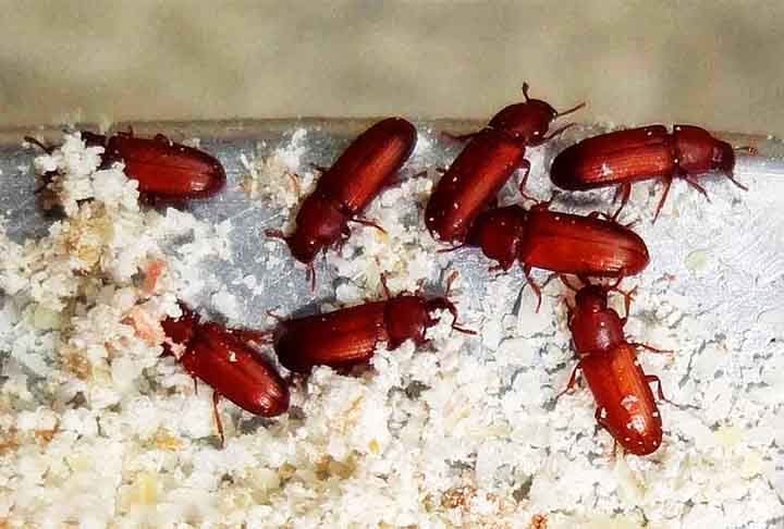 A expectativa de vida dos besouros varia conforme a espécie. Enquanto os besouros-veados são os que vivem mais - 3 anos - os besouros da farinha (Tribolium confusum), uma praga comum em grãos armazenados, são os que vivem menos: apenas 3 a 4 meses.