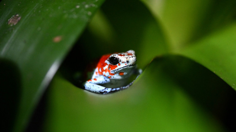Uma r&atilde; (Oophaga sylvatica) &eacute; fotografada na fazenda sustent&aacute;vel Tesoros de Colombia 