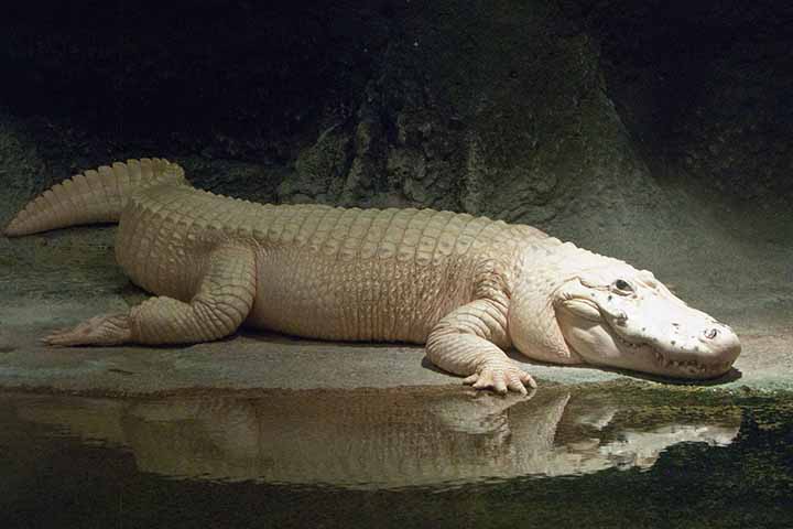 A suspeita da direção do zoológico de Omaha é que as moedas tenham sido atiradas por visitantes no reduto reservado a Thibodaux. 
