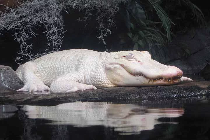 Jjacarés leucísticos machos como Thibodaux chegam a 3,4 metros na idade adulta. A sua expectativa de vida, em ambiente protegido, é a mesma de um jacaré comum, chegando à faixa de 65 a 80 anos. 
