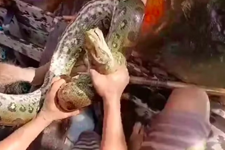 Em seguida, dá para ver os outros homens removendo a sucuri da água, segurando-a pela cabeça e conseguindo controlar a situação. Não foram divulgadas informações sobre o estado de saúde do homem.