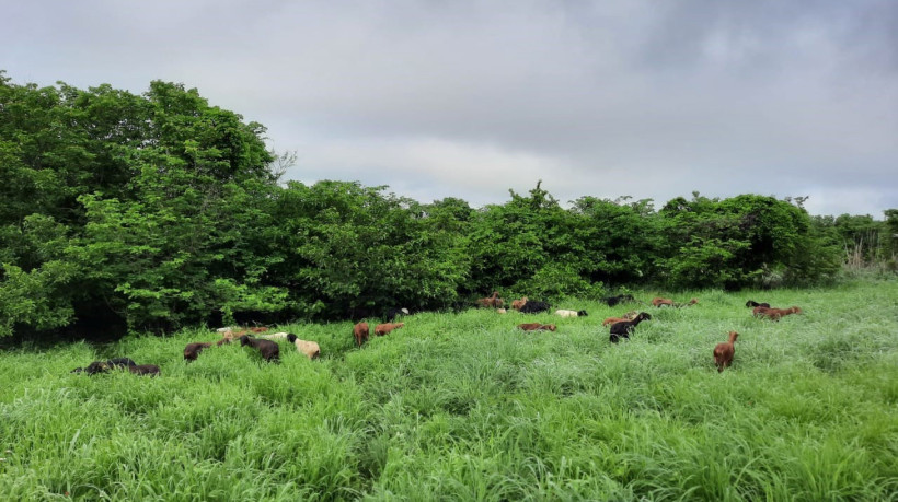 A medida, que passa a valer a partir da sexta, 21, não contempla operações de custeio do Programa Nacional de Fortalecimento da Agricultura Familiar (Pronaf).
